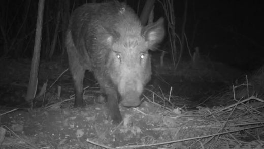 年間300頭の捕獲事例も!ファーレ旭式くくり罠の紹介