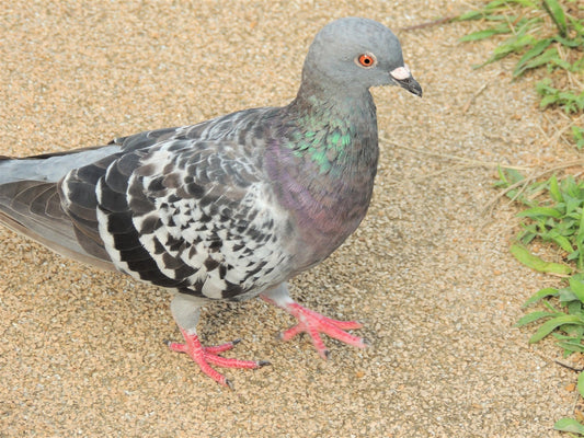 鳩の生態を徹底解説!種類から行動パターンまで丸わかり