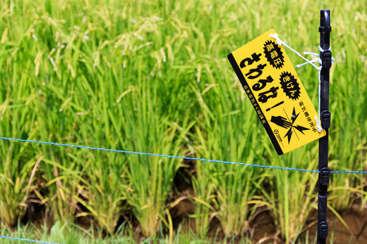 電気柵の維持管理について徹底解説。導入コストを抑えるポイントも紹介!