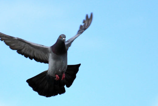 鳩よけ方法について、徹底解説!