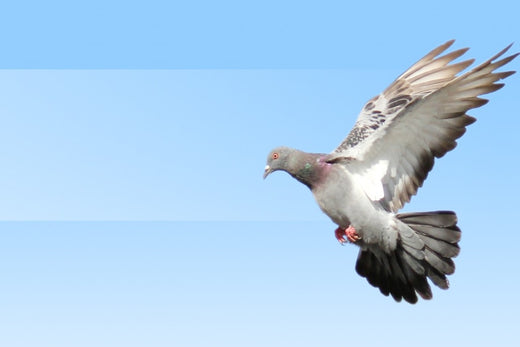 防鳥ワイヤーを張ろう!