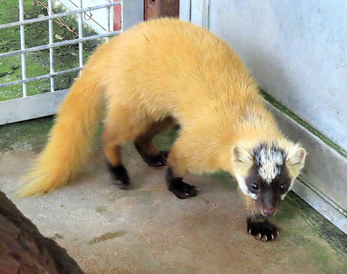 意外に馴染みのない動物「テン」とは?生態・特徴・害獣対策まで徹底解説