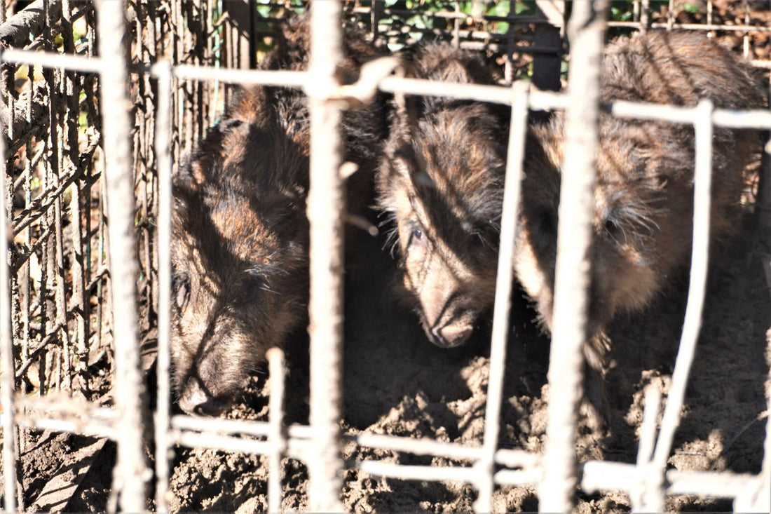 イノシシによる被害対策は唐辛子や音が効果的!具体的なやり方も解説