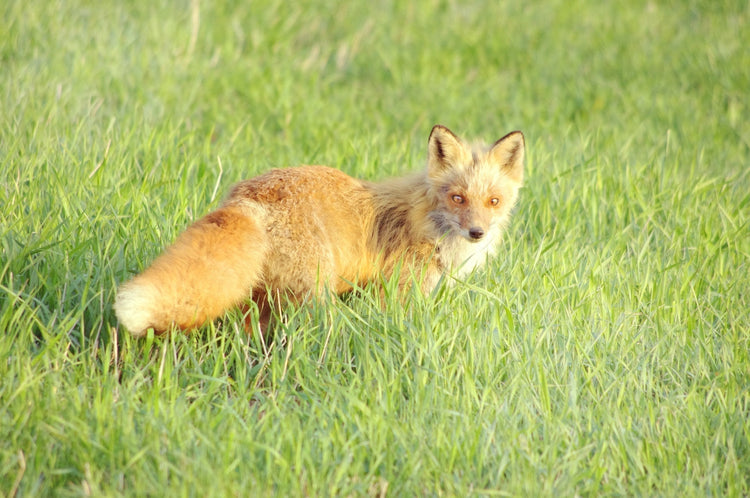 キツネ総合ガイド:生態から種類、被害状況などを徹底解説