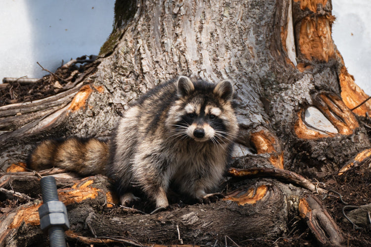 アライグマ捕獲の法律と適切な対策を徹底解説