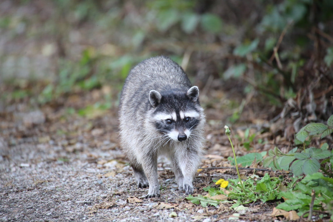アライグマのエサ総合ガイド:生態・対策・駆除方法を徹底解説