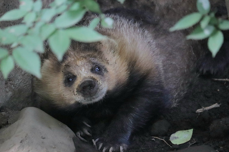 アナグマの生息地を徹底解説|地域別分布から環境要因、人との関係まで深掘り分析