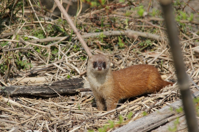 イタチの特徴・生態から被害対策まで徹底解説