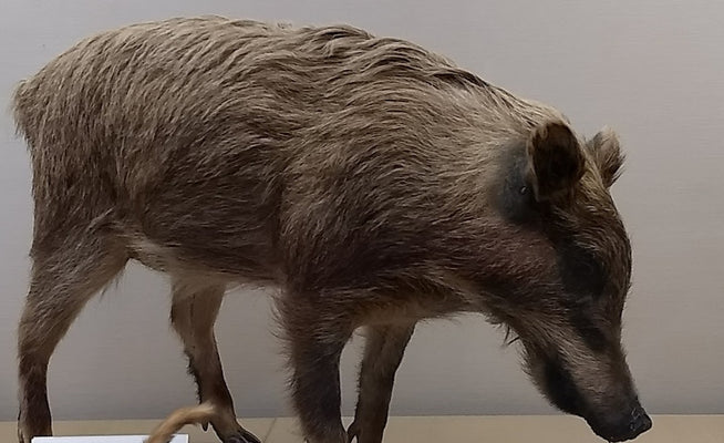捕獲獣(イノシシ・シカ等)の止めさしについて