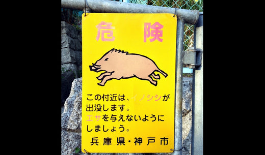 箱罠の仕掛け方について