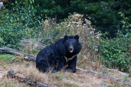 クマに襲われ84歳男性大けが。秋田のりんご畑