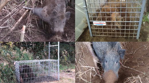イノシシ捕獲のための虎の巻