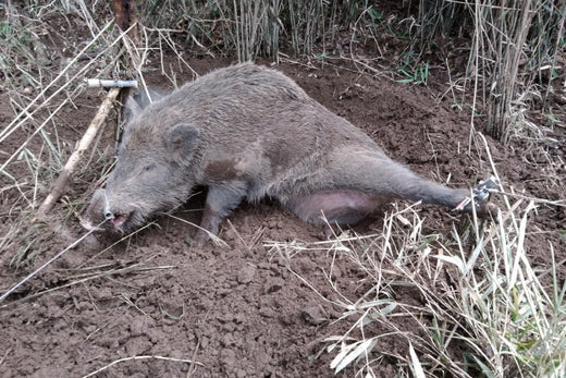 【手順で解説】くくり罠によるイノシシ捕獲から生け捕りまで