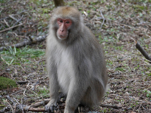 獣害対策~ニホンザルの被害防除、捕獲、駆除について