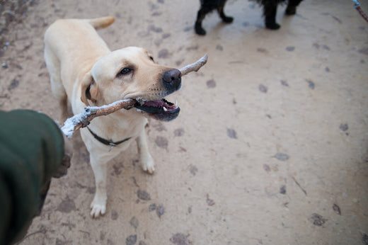 猟犬の種類と特徴について。追い込み方法なども解説