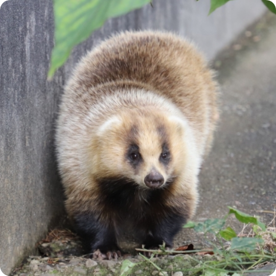 アナグマ対策 商品一覧|捕獲実績多数!鳥獣対策用品のイノホイ アナグマ対策 商品一覧|捕獲実績多数!鳥獣対策用品のイノホイ