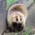 アナグマ対策品