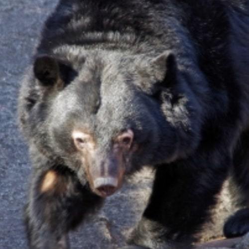 クマ対策 商品一覧｜捕獲実績多数！鳥獣対策用品のイノホイ – Page 7