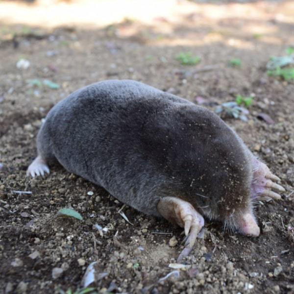 モグラ対策 商品一覧｜捕獲実績多数！鳥獣対策用品のイノホイ