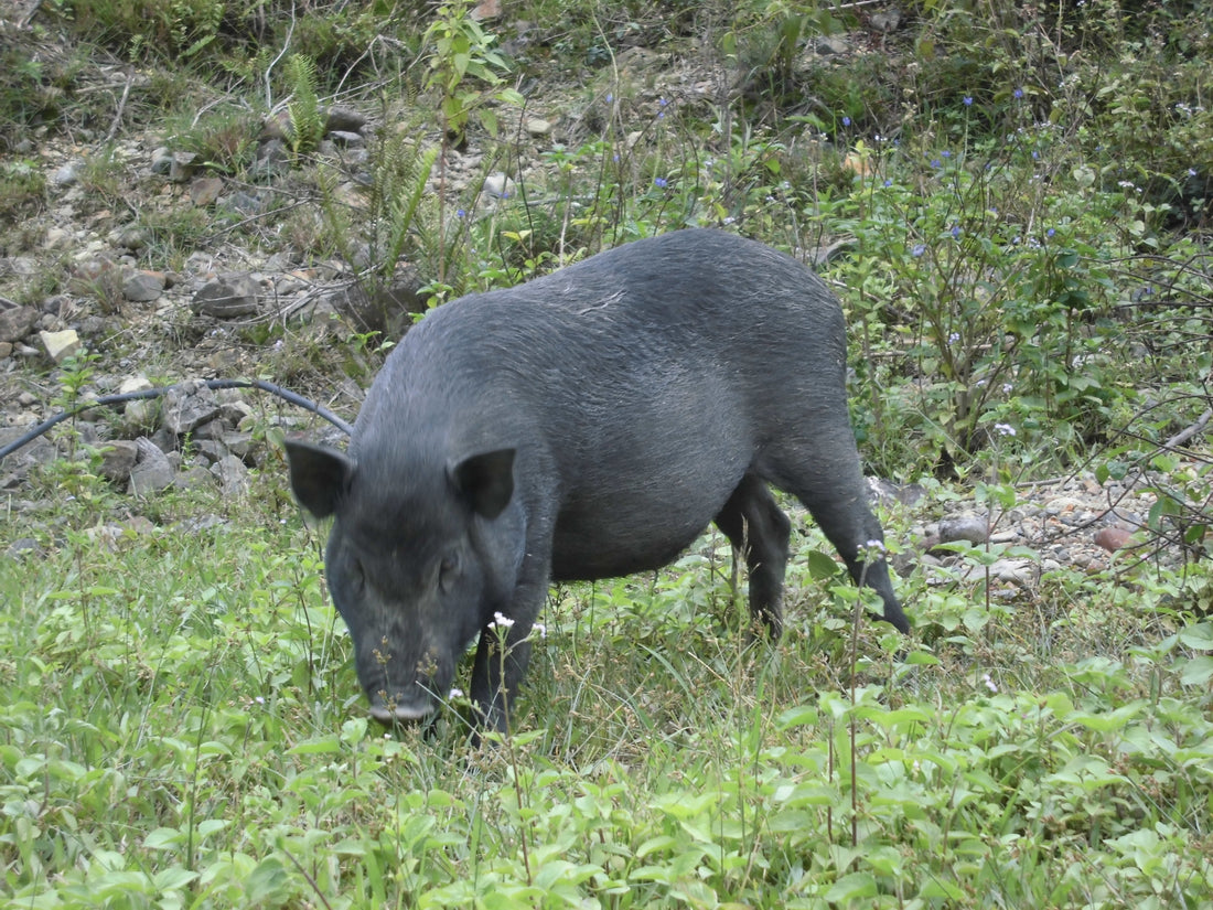 イノシシ撃退対策にはライトが効果的！理由やその他の対策も紹介