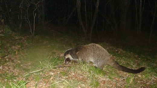 ハクビシンの捕獲・駆除　箱罠