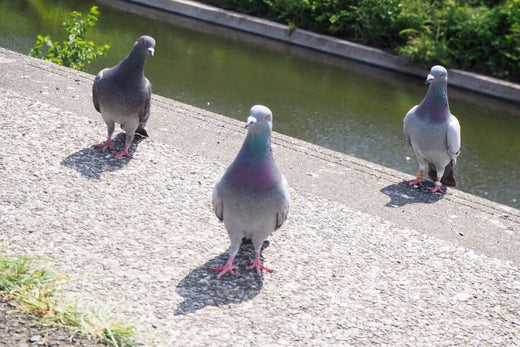 鳩を追い払うのに効果的な方法は？