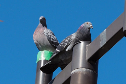 非常に困った。鳩の被害事例