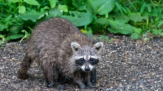 アライグマ箱罠と捕獲のコツ、その他捕獲グッズのご紹介