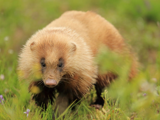 アナグマ対策は忌避剤から！被害を防ぐ使い方と効果を高めるコツ