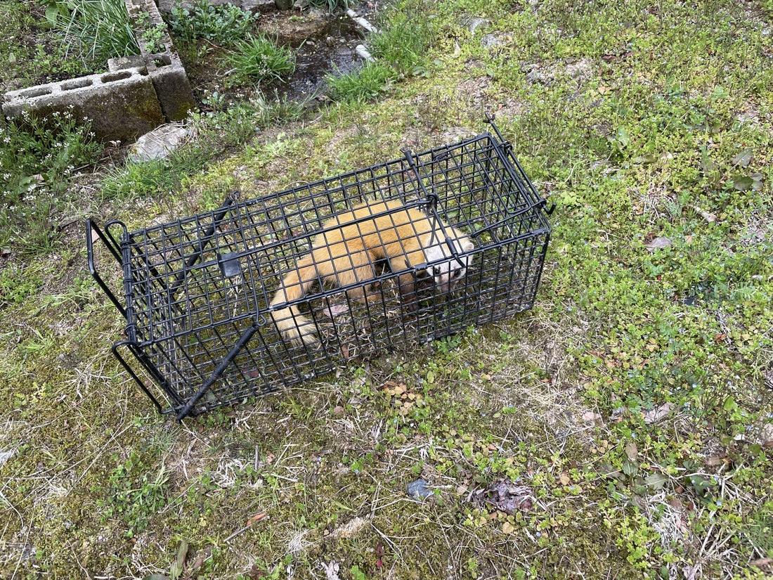 イタチ捕獲完全ガイド～法律・準備・処分まで徹底解説～
