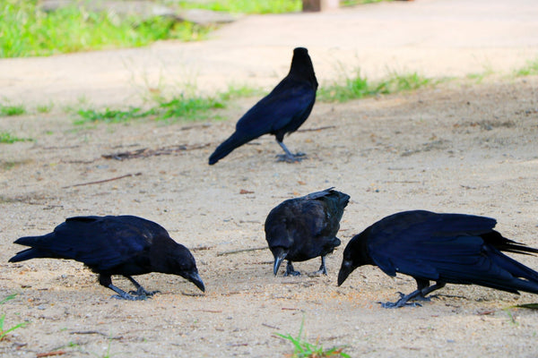 カラス駆除の完全ガイド｜効果的な対策と法律のポイント