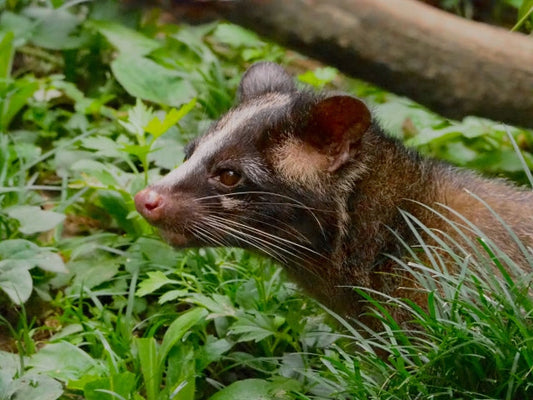 ハクビシンとは？特徴・生態・被害事例・対策まで徹底解説