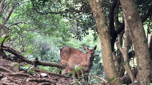 シカによる被害と、捕獲するための罠について