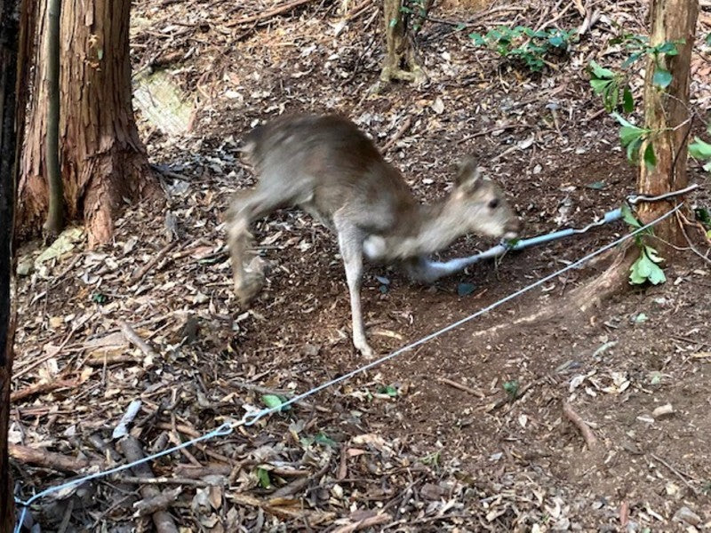 くくり罠捕獲レポート