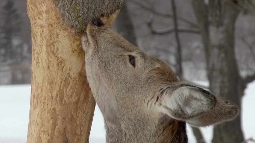 シカによる森林被害の実態