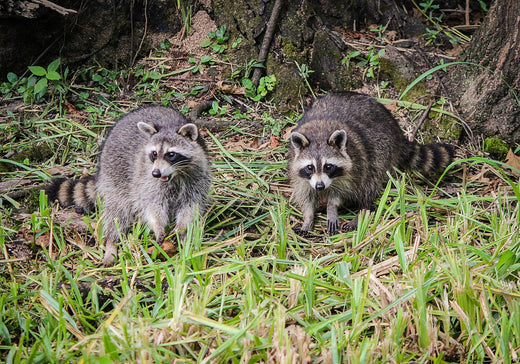 アライグマの生態・対策・駆除について