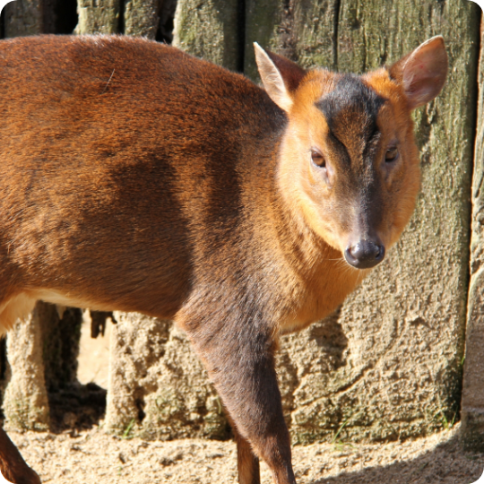 キョン対策 商品一覧